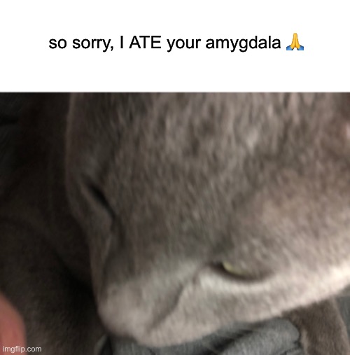 so sorry, I ATE your amygdala 🙏 | made w/ Imgflip meme maker