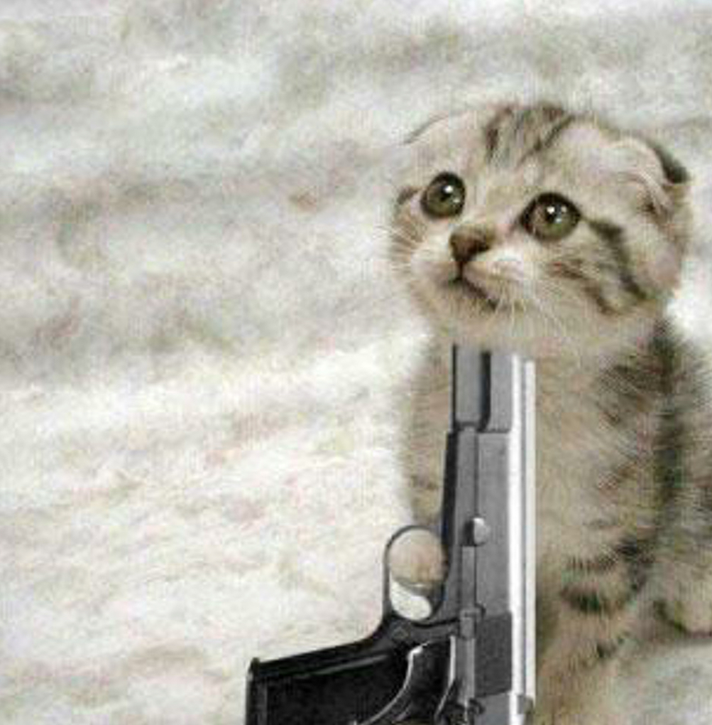 High Quality Cat gun Blank Meme Template