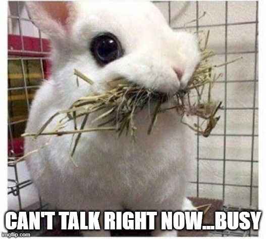 Stuffed | CAN'T TALK RIGHT NOW...BUSY | image tagged in bunnies | made w/ Imgflip meme maker