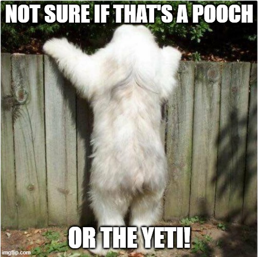 Doggo? | NOT SURE IF THAT'S A POOCH; OR THE YETI! | image tagged in dogs | made w/ Imgflip meme maker
