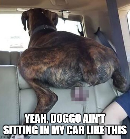 Dangle | YEAH, DOGGO AIN'T SITTING IN MY CAR LIKE THIS | image tagged in dogs | made w/ Imgflip meme maker