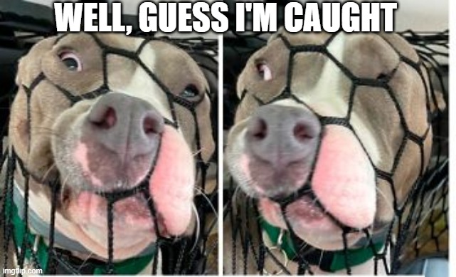 Net | WELL, GUESS I'M CAUGHT | image tagged in dogs | made w/ Imgflip meme maker