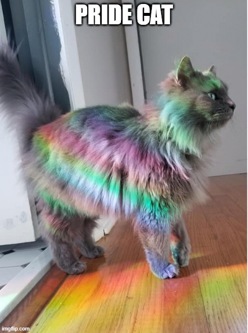 Pride Cat | PRIDE CAT | image tagged in cats | made w/ Imgflip meme maker