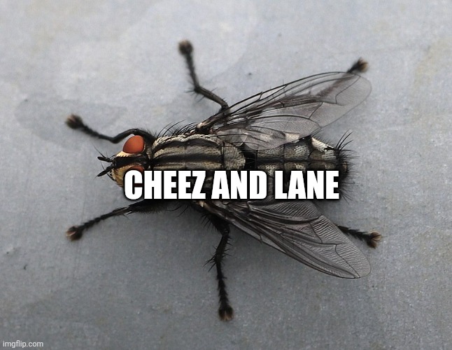 Real chain | CHEEZ AND LANE | image tagged in insect | made w/ Imgflip meme maker