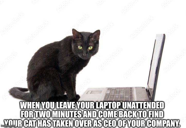 That cat | WHEN YOU LEAVE YOUR LAPTOP UNATTENDED FOR TWO MINUTES AND COME BACK TO FIND YOUR CAT HAS TAKEN OVER AS CEO OF YOUR COMPANY. | image tagged in cats | made w/ Imgflip meme maker