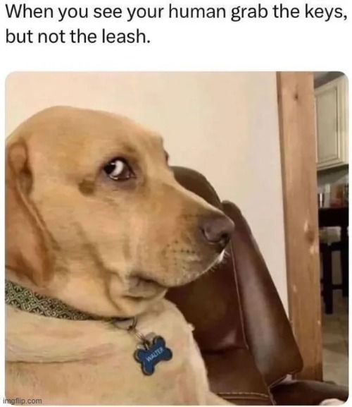 Are you testing me Bud? | image tagged in memes,funny,relatable,lol,dogs | made w/ Imgflip meme maker