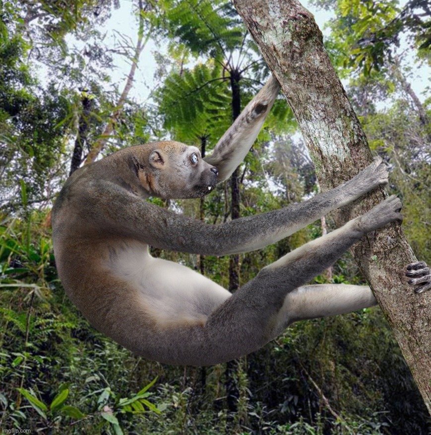 Sloth lemur | made w/ Imgflip meme maker
