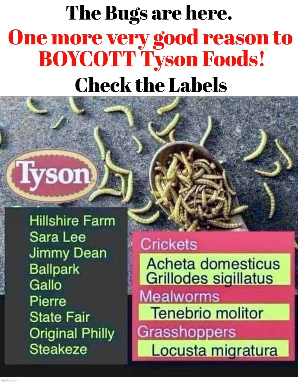 One more very good reason to BOYCOTT Tyson Foods | image tagged in bedbugs,parasites,mealworms,crickets,grasshoppers,klaus schwab | made w/ Imgflip meme maker