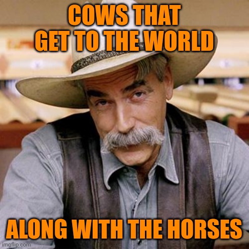 Cows and Horses Sarcasm | COWS THAT GET TO THE WORLD; ALONG WITH THE HORSES | image tagged in sarcasm cowboy,memes | made w/ Imgflip meme maker