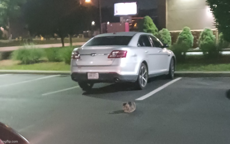 There was literally just a cat chilling in the middle of a McDonald's parking lot (also GN chat) | made w/ Imgflip meme maker