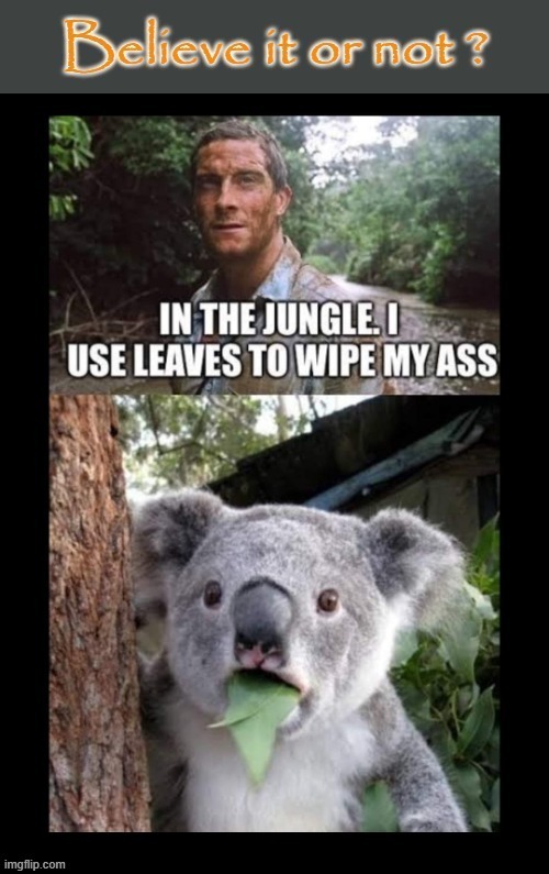 Survival Mode ! | image tagged in shocked koala | made w/ Imgflip meme maker