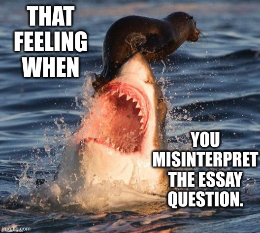 Fierce miss | THAT FEELING WHEN; YOU MISINTERPRET THE ESSAY QUESTION. | image tagged in memes,travelonshark,answer the essay question,exams,misinterpreting reality,oh no | made w/ Imgflip meme maker