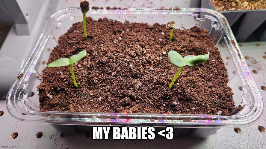 These are the sunflowers I'm growing! | MY BABIES <3 | image tagged in sunflower | made w/ Imgflip meme maker
