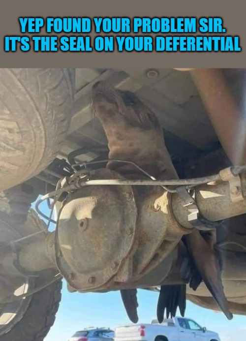 We found your problem | YEP FOUND YOUR PROBLEM SIR.
IT'S THE SEAL ON YOUR DEFERENTIAL | image tagged in seal,differential,kewlew | made w/ Imgflip meme maker