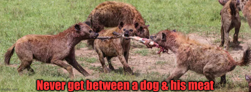 Hyenas fighting for meat | Never get between a dog & his meat | image tagged in hyenas fighting for meat | made w/ Imgflip meme maker