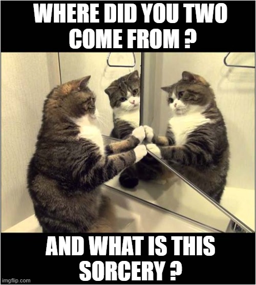 Reflections ! | WHERE DID YOU TWO
 COME FROM ? AND WHAT IS THIS
SORCERY ? | image tagged in cats,mirrors,reflection,sorcery | made w/ Imgflip meme maker