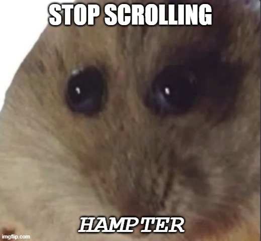 Hampter | STOP SCROLLING; HAMPTER | image tagged in hampter | made w/ Imgflip meme maker