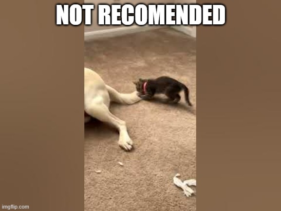 memes by Brad - cat attacks dog tail | NOT RECOMMENDED | image tagged in funny,cats,cat memes,kitten,funny dog memes,humor | made w/ Imgflip meme maker