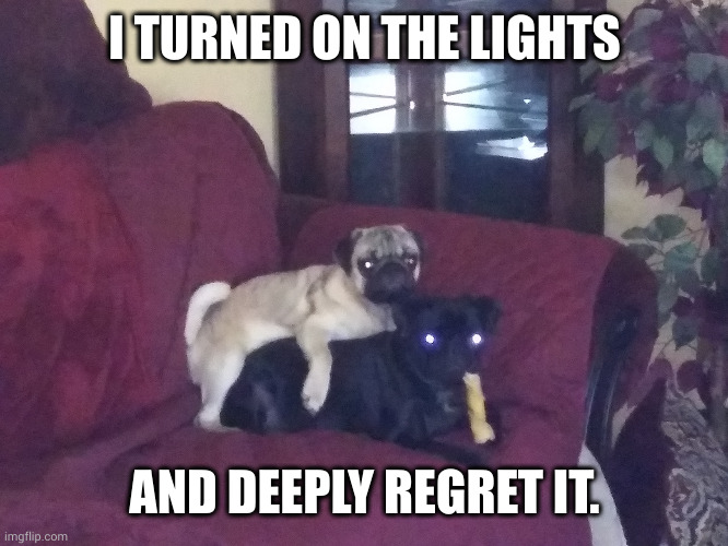 I didn't need to know | I TURNED ON THE LIGHTS; AND DEEPLY REGRET IT. | image tagged in the pug and hug pug,memes,dogs,humping,ignorance is bliss,go to horny jail | made w/ Imgflip meme maker