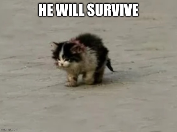 I Will Survive | HE WILL SURVIVE | image tagged in i will survive | made w/ Imgflip meme maker
