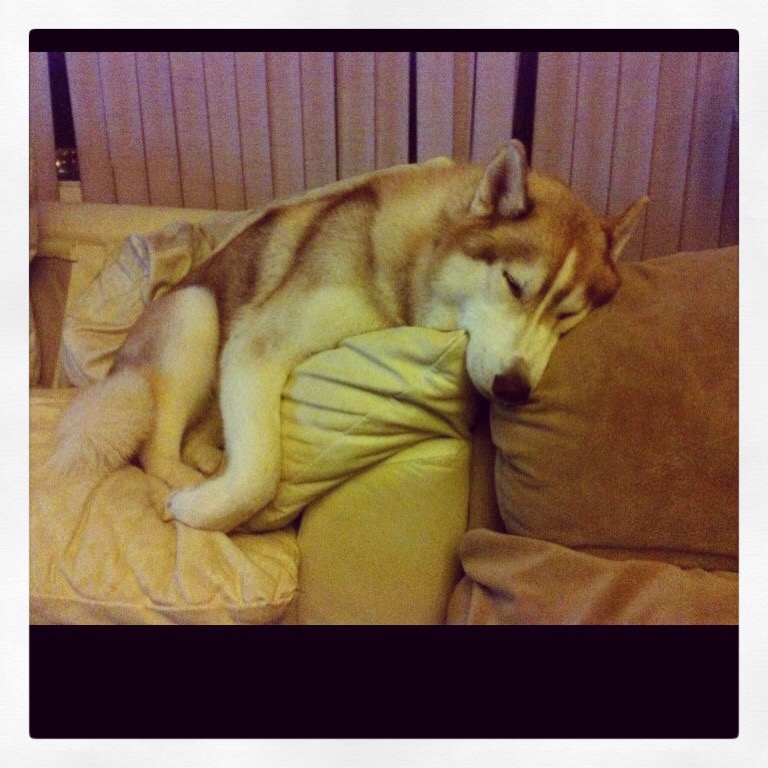 High Quality Once we were wolves Blank Meme Template