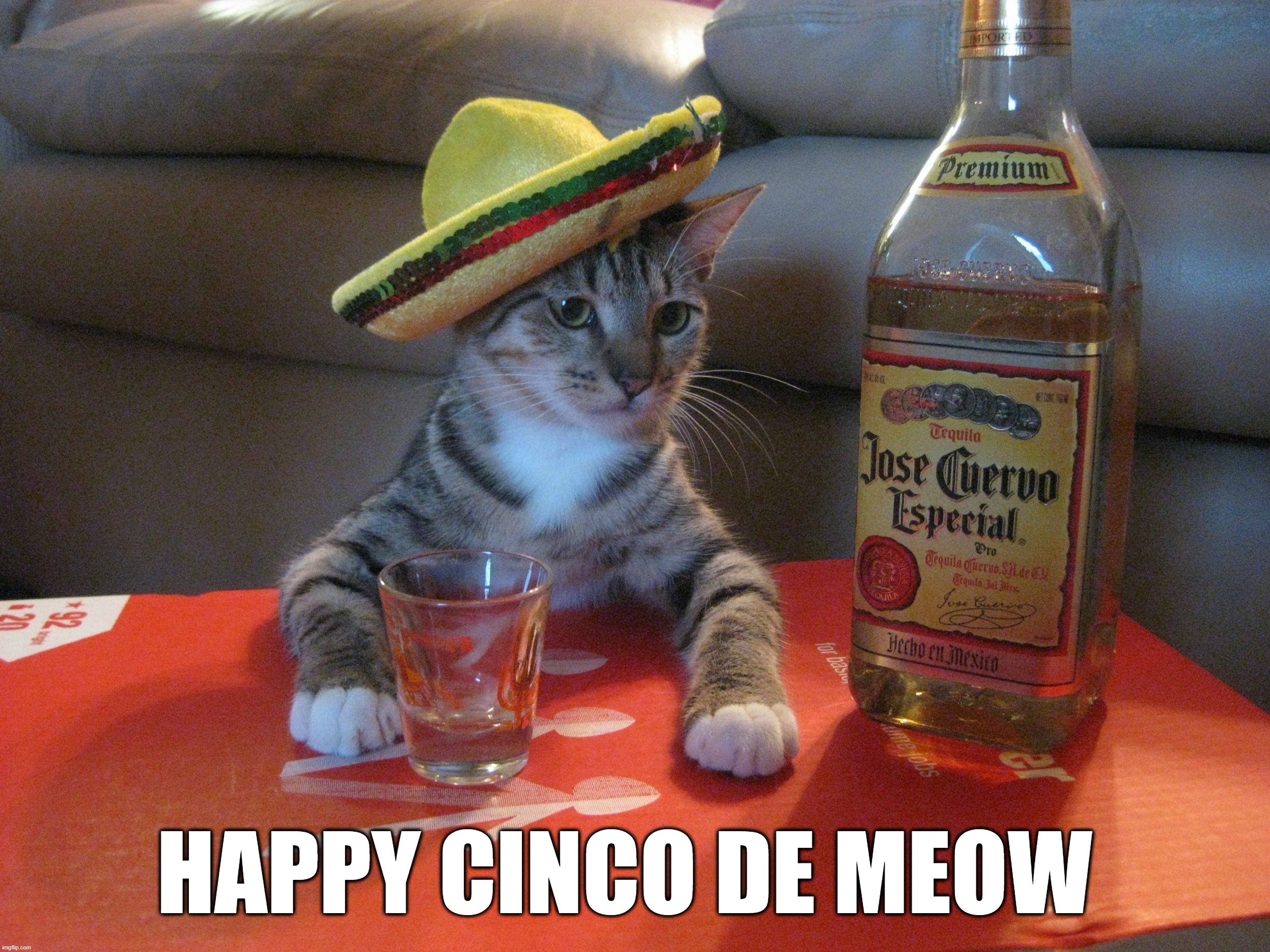 Cinco De Meow | HAPPY CINCO DE MEOW | image tagged in cinco,meow | made w/ Imgflip meme maker