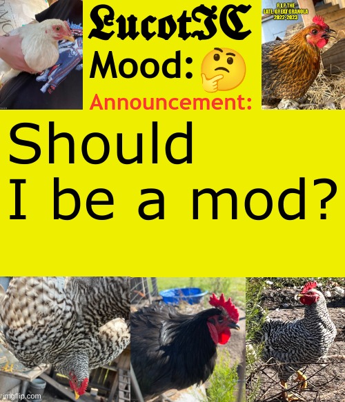 LucotIC's Cocks announcement template | 🤔; Should I be a mod? | image tagged in lucotic's cocks announcement template | made w/ Imgflip meme maker