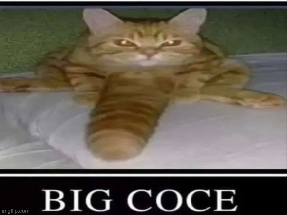 Big coce | image tagged in memes | made w/ Imgflip meme maker