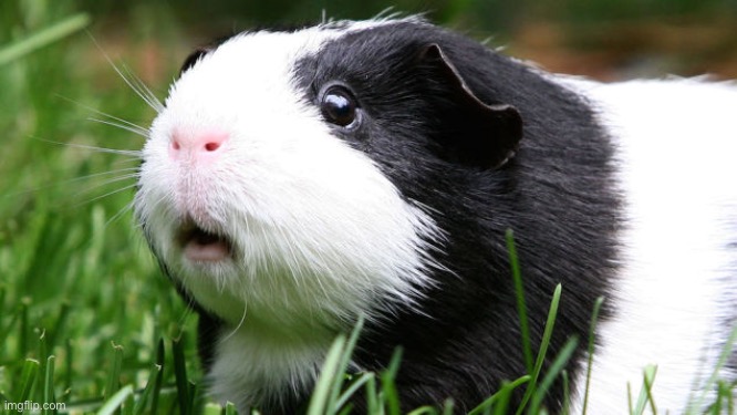 Scared Guinea Pig | image tagged in scared guinea pig | made w/ Imgflip meme maker