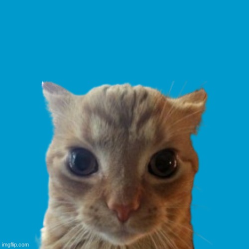 Blank Weezer blue album edit | image tagged in blank weezer blue album edit | made w/ Imgflip meme maker