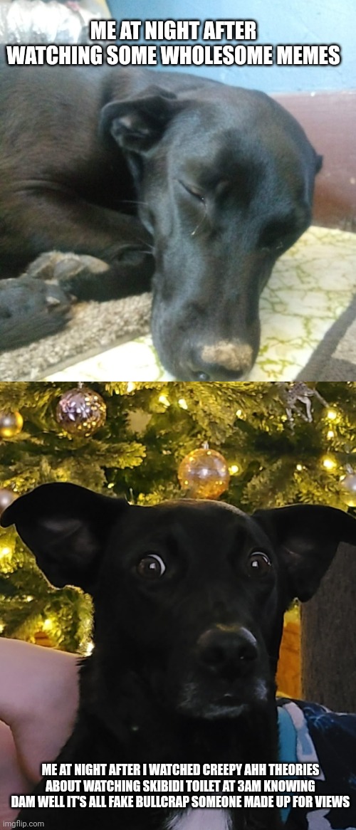 Now it's my other dog's turn to me made into a meme | ME AT NIGHT AFTER WATCHING SOME WHOLESOME MEMES; ME AT NIGHT AFTER I WATCHED CREEPY AHH THEORIES ABOUT WATCHING SKIBIDI TOILET AT 3AM KNOWING DAM WELL IT'S ALL FAKE BULLCRAP SOMEONE MADE UP FOR VIEWS | image tagged in meem,dog,dogs,doge,no sleep | made w/ Imgflip meme maker