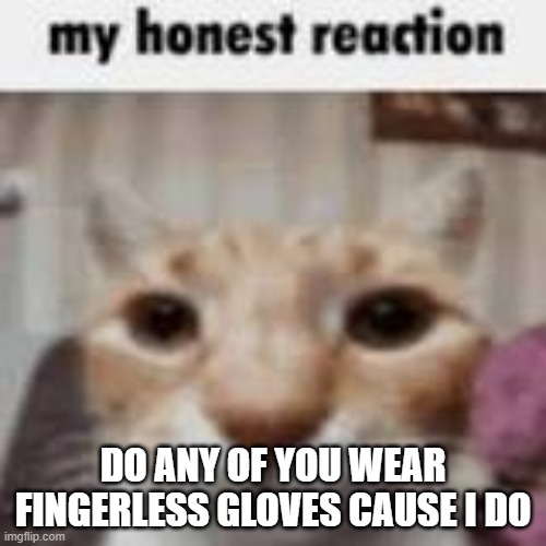 i do cause i think they're cool | DO ANY OF YOU WEAR FINGERLESS GLOVES CAUSE I DO | image tagged in my honest reaction | made w/ Imgflip meme maker
