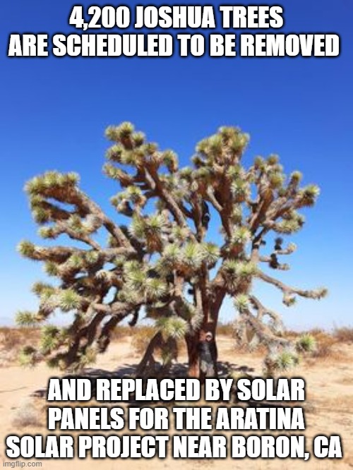 Joshua trees | 4,200 JOSHUA TREES ARE SCHEDULED TO BE REMOVED; AND REPLACED BY SOLAR PANELS FOR THE ARATINA SOLAR PROJECT NEAR BORON, CA | image tagged in joshua trees | made w/ Imgflip meme maker