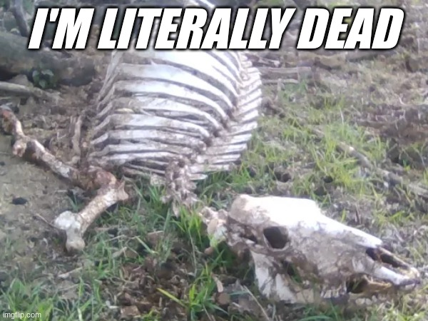 I'm literally dead | I'M LITERALLY DEAD | image tagged in skeleton | made w/ Imgflip meme maker