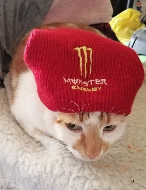 Not my gato | made w/ Imgflip meme maker