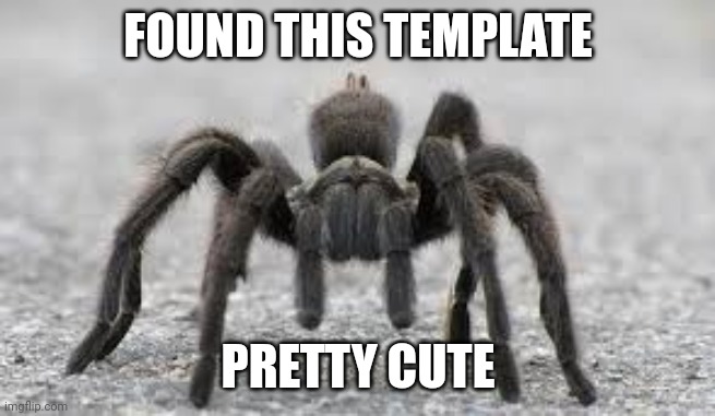 Tarantula | FOUND THIS TEMPLATE; PRETTY CUTE | image tagged in tarantula | made w/ Imgflip meme maker