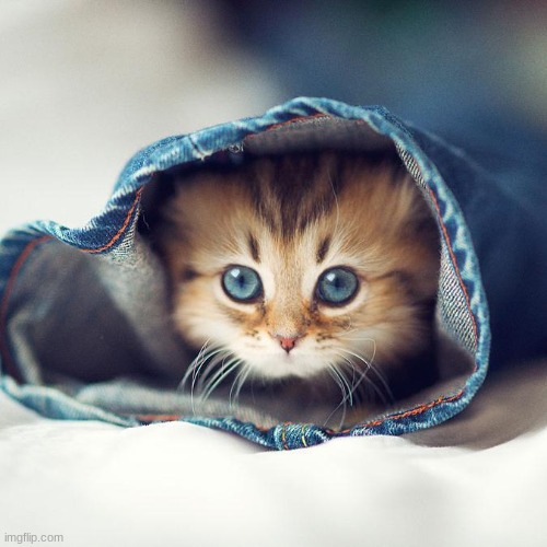 cute cat | image tagged in cute cat | made w/ Imgflip meme maker