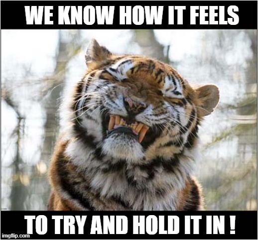 Tiger Pre Sneeze ! | WE KNOW HOW IT FEELS; TO TRY AND HOLD IT IN ! | image tagged in cats,tigers,sneeze | made w/ Imgflip meme maker