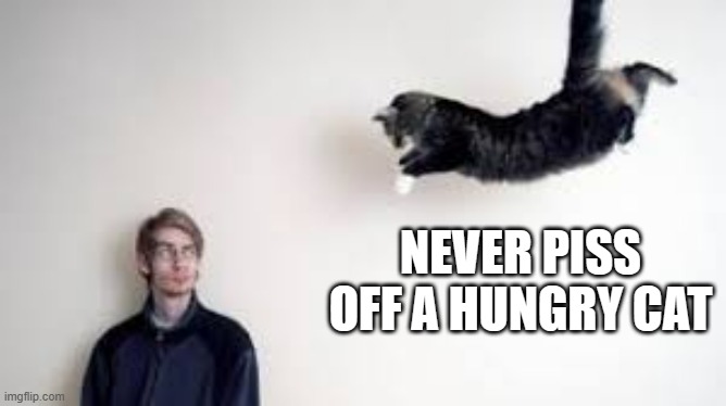 memes by Brad - hungry pissed off cat | NEVER PISS OFF A HUNGRY CAT | image tagged in funny,cats,hungry cat,mad cat,kitten,humor | made w/ Imgflip meme maker