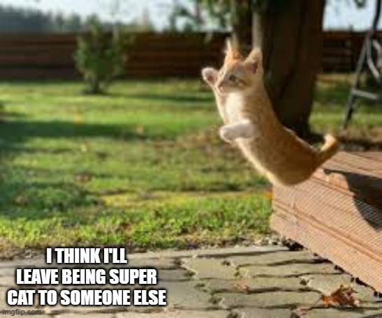 memes by Brad - Super cat | I THINK I'LL LEAVE BEING SUPER CAT TO SOMEONE ELSE | image tagged in funny,cats,kittens,funny cat,cute kitten,humor | made w/ Imgflip meme maker