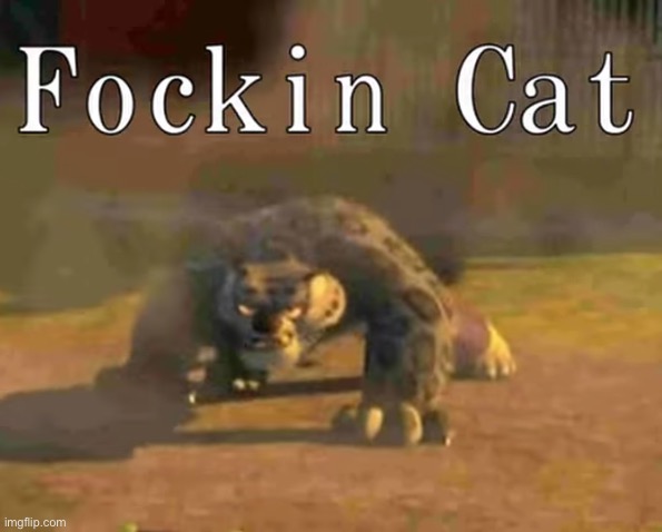Fockin cat | image tagged in fockin cat | made w/ Imgflip meme maker