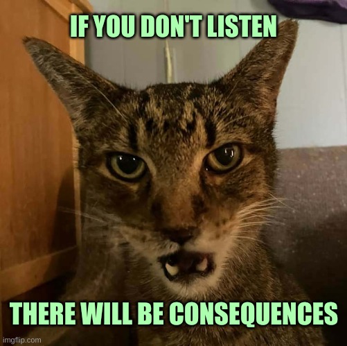 Feed Me | IF YOU DON'T LISTEN; THERE WILL BE CONSEQUENCES | image tagged in only going to tell you once cat,cat,feed me,hungry,consequences,thank you | made w/ Imgflip meme maker