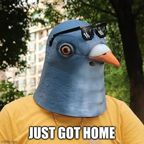 pigeon | JUST GOT HOME | image tagged in pigeon | made w/ Imgflip meme maker