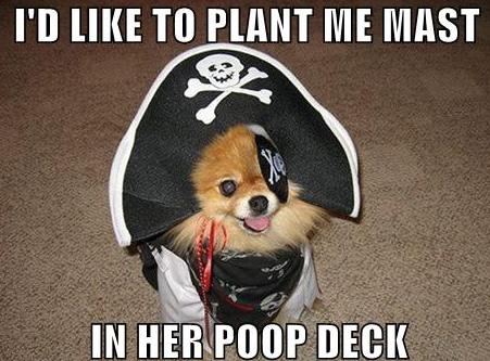 image tagged in funny,dogs