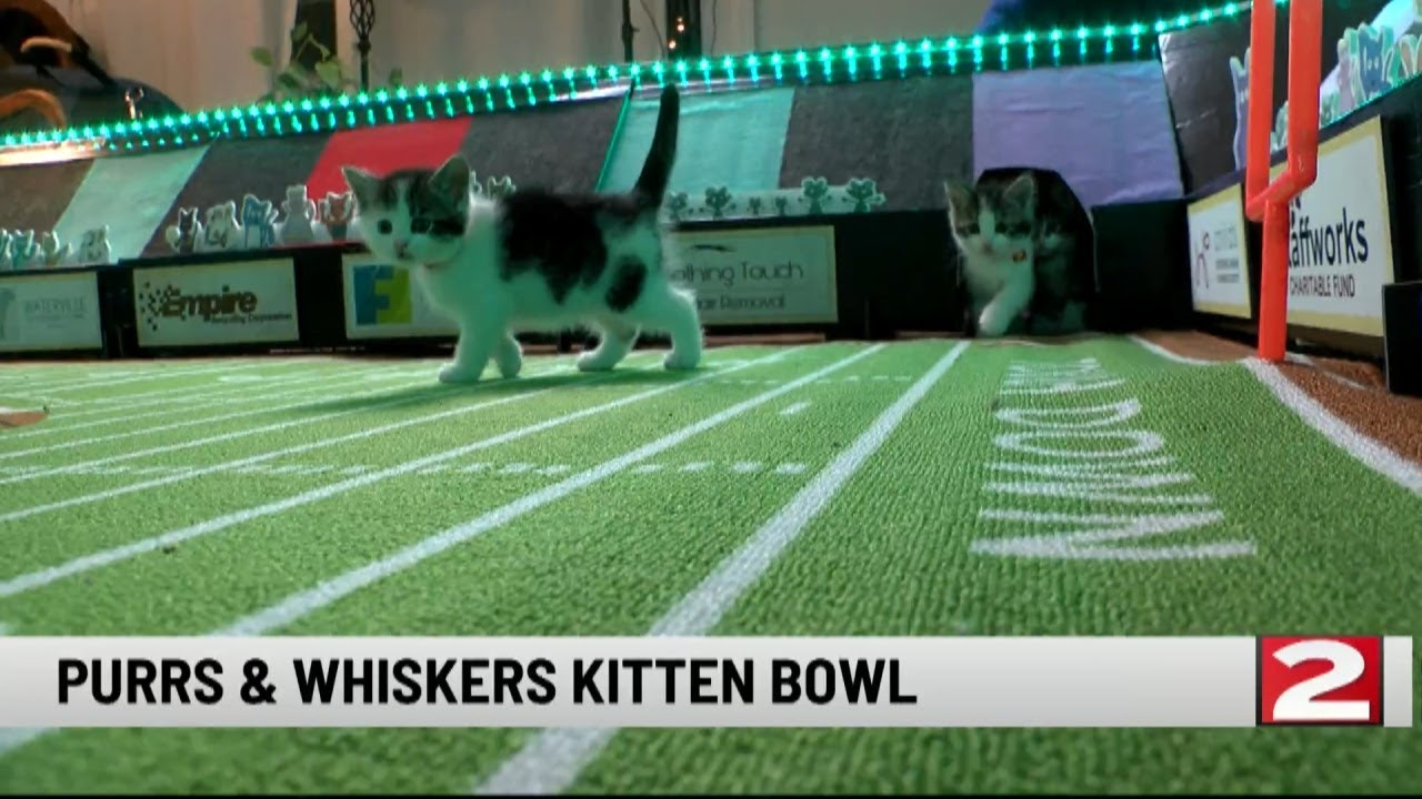 Kitten Bowl Blank Meme Template