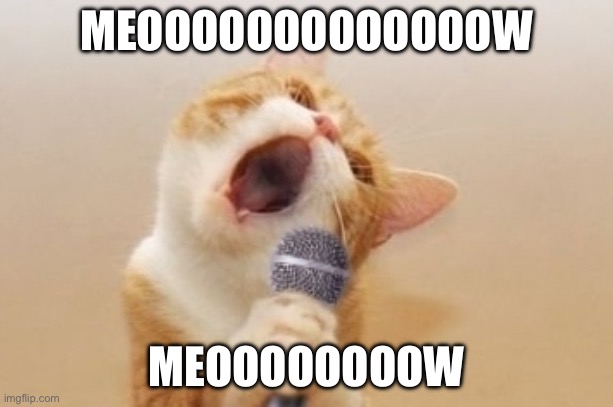 Upvote if this is your cat at 3am | MEOOOOOOOOOOOOOW; MEOOOOOOOOW | image tagged in funny cat | made w/ Imgflip meme maker