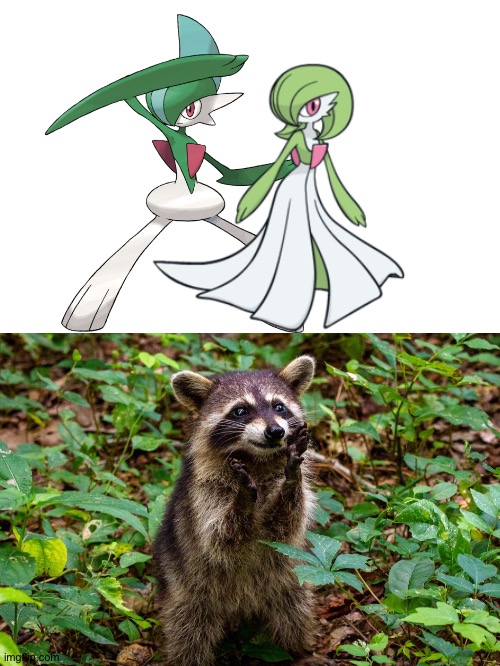 Happy Raccoon loves Gallade and Gardevoir as a couple | image tagged in happy raccoon,pokemon | made w/ Imgflip meme maker
