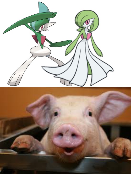Happy pig loves Gallade and Gardevoir as a couple | image tagged in happy pig,pokemon | made w/ Imgflip meme maker