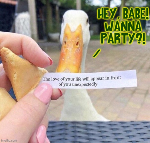Quackser Fortune Has a Cousin in the Bronx. He's here! | HEY, BABE!
WANNA PARTY?! / | image tagged in vince vance,ducks,quack,memes,love,fortune cookie | made w/ Imgflip meme maker
