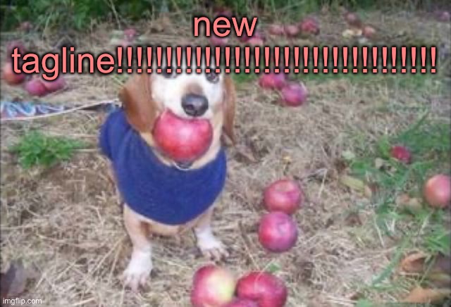 this dock | new tagline!!!!!!!!!!!!!!!!!!!!!!!!!!!!!!!!! | image tagged in this dock | made w/ Imgflip meme maker